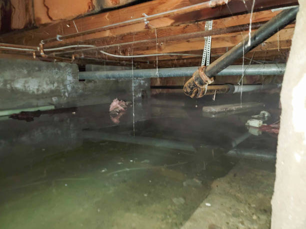 Best Local water damage restoration  in Longview, WA